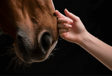 Equine law, horse disputes